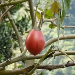Tamarillo - pomidorowe drzewo, które podbije Twoją kuchnię