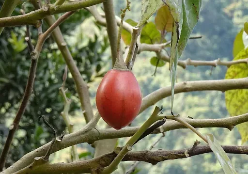 Tamarillo - pomidorowe drzewo, które podbije Twoją kuchnię