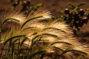 Zaplanuj przydomowy ogród,